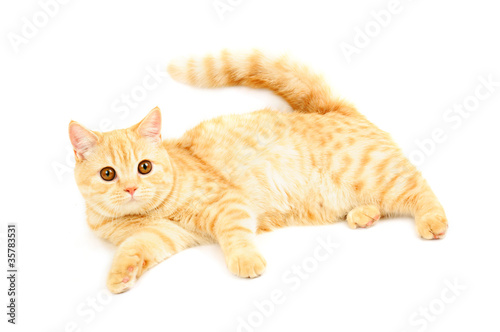 Fototapeta Naklejka Na Ścianę i Meble -  Scottish purebred cat