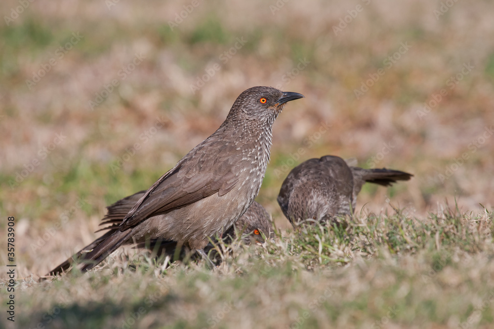 Arrow-marked Babbler Arrow-marked Babbler