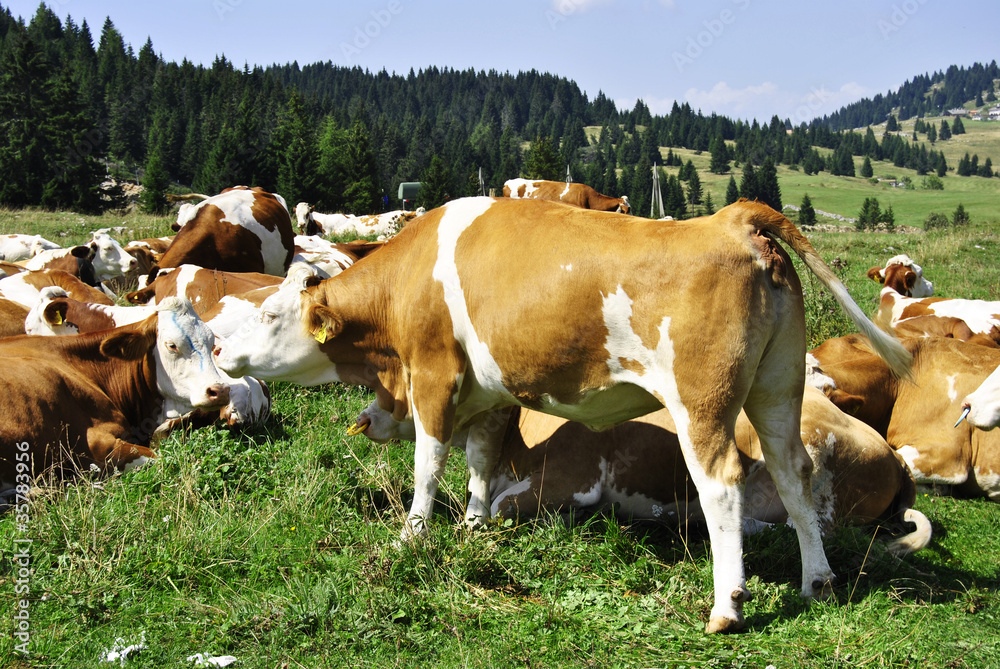 Fototapeta premium cows