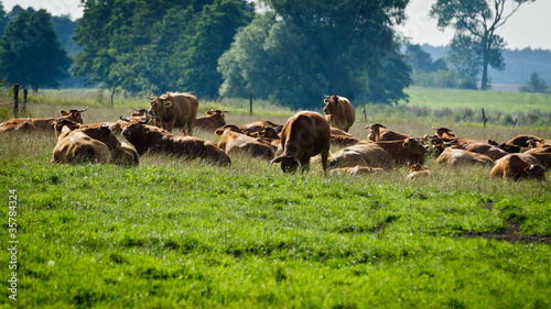 Cows standing on the meadow...