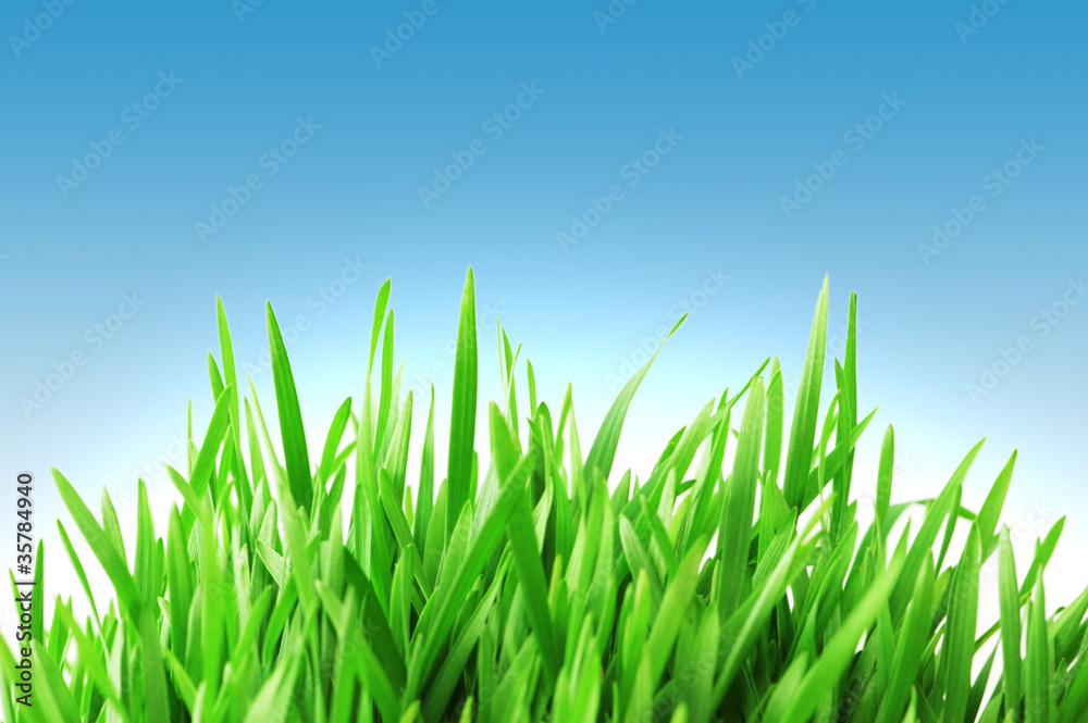 Green grass against blue sky Green grass against blue sky