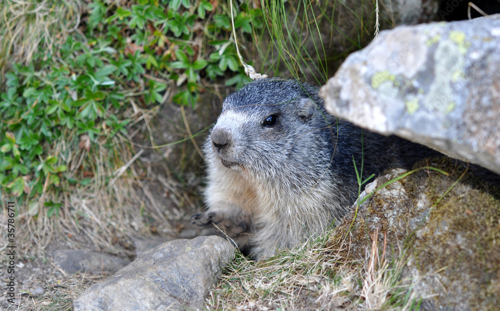 marmotte dans son terrier