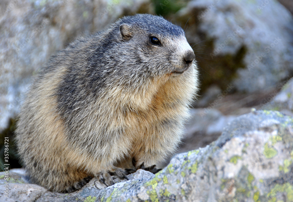 marmotte du mercantour marmotte du mercantour