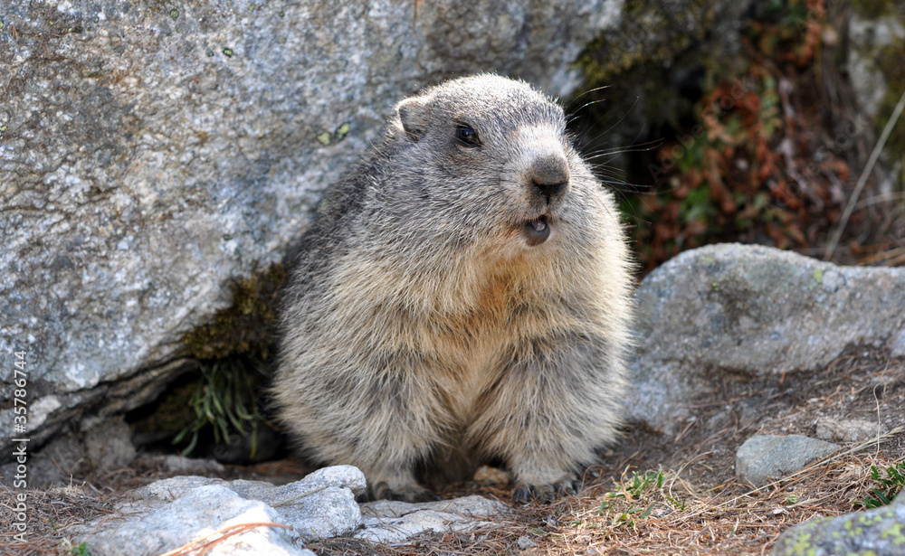 marmotte bouche ouverte sortant de son terrier marmotte bouche ouverte sortant de son terrier