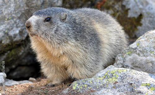 marmotte montagne