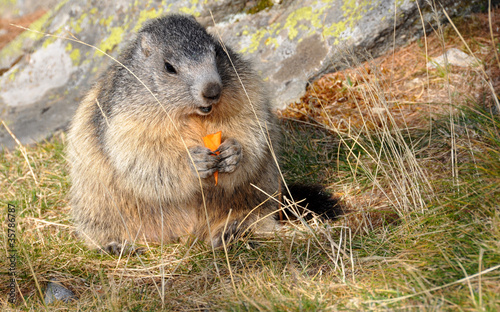 marmotte mangeant photo