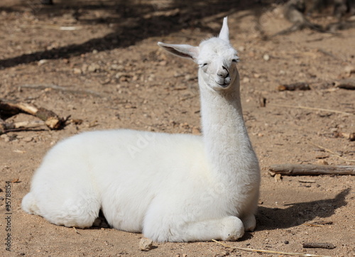 jeune lama blanc