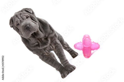 shar pei debout près de son jouet rose