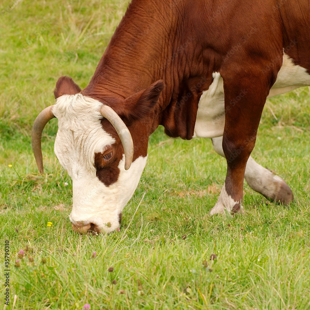 vache normande qui broute sur le pré Photos Adobe Stock