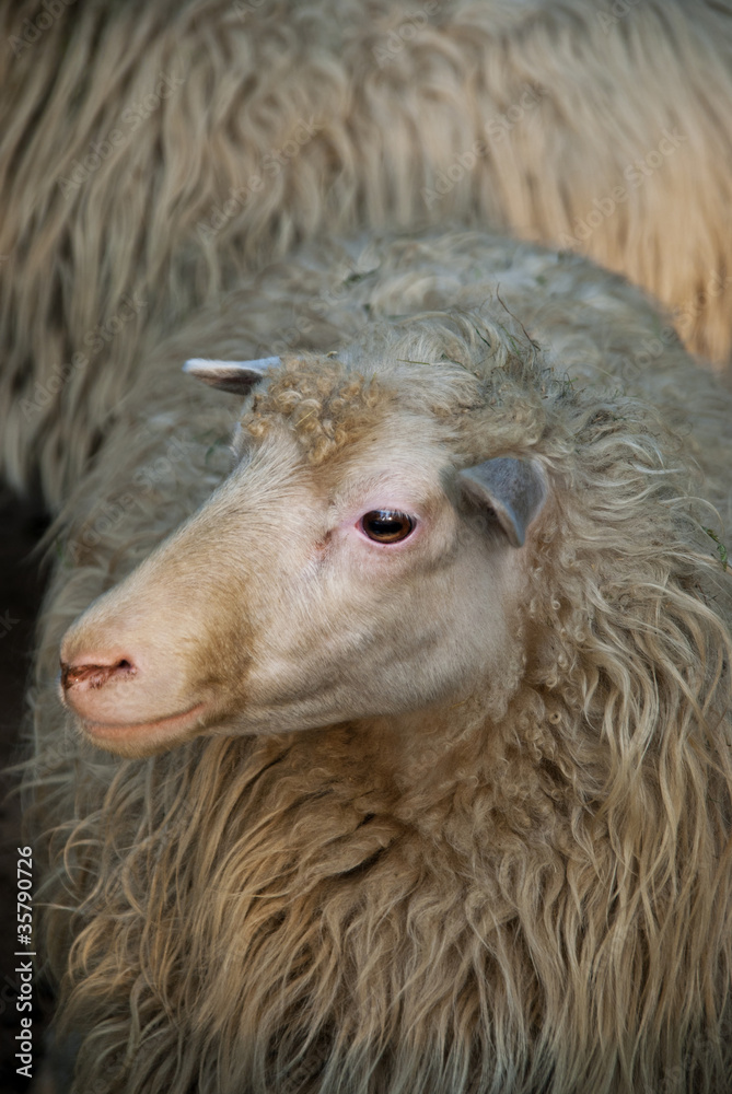 Naklejka premium Sheep