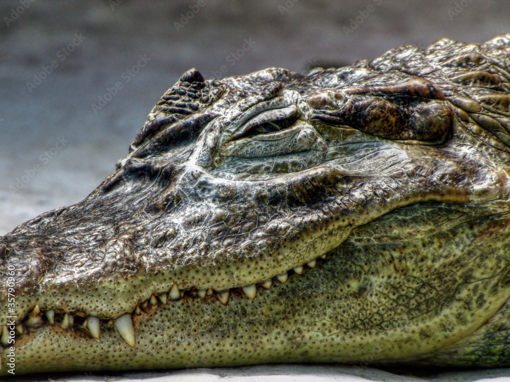 Obraz premium [HDR] Crocodile