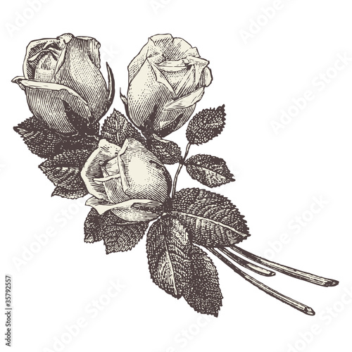 Roses