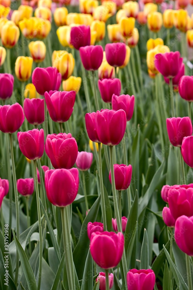 Tulips Tulips