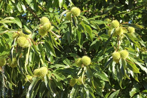 Castaño con frutos. photo