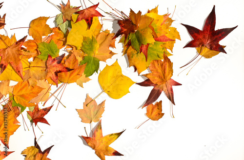 Colourful falling autumn leaves