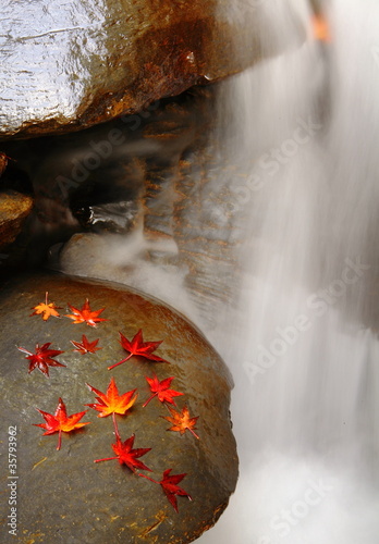 maple leaves with water and river