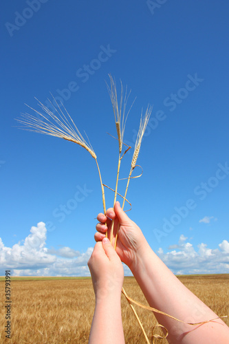 hand holding ears of wheat against blue sky