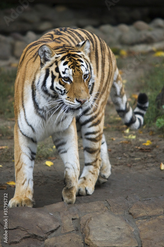 Siberian tiger for a walk