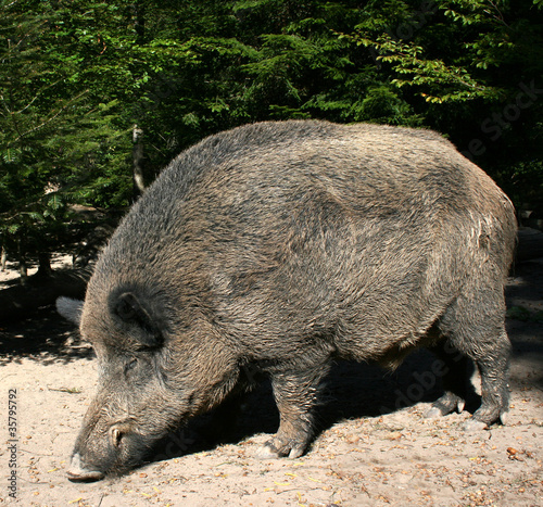 wildschwein