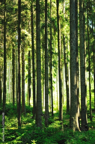 Sunny forest © Hamik
