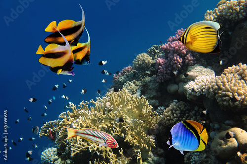 Underwater life of a hard-coral reef, Red Sea, Egypt #35796926