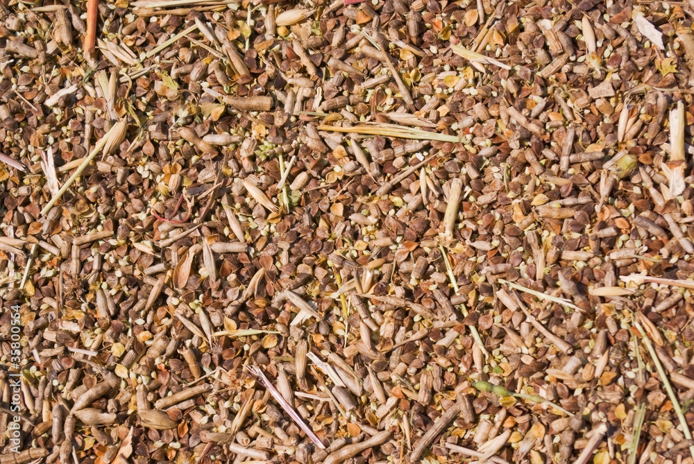 buckwheat buckwheat