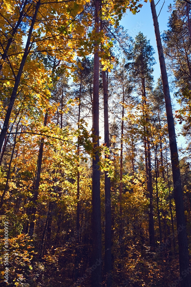 Forest in autumn