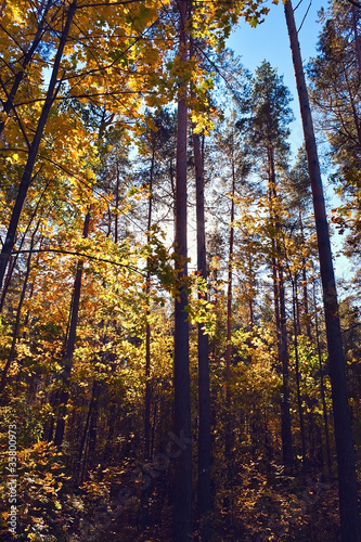 Forest in autumn © Mexrix