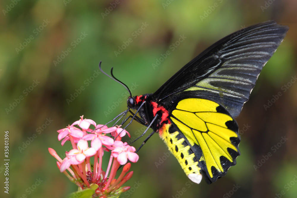 Fototapeta premium flying golden butter