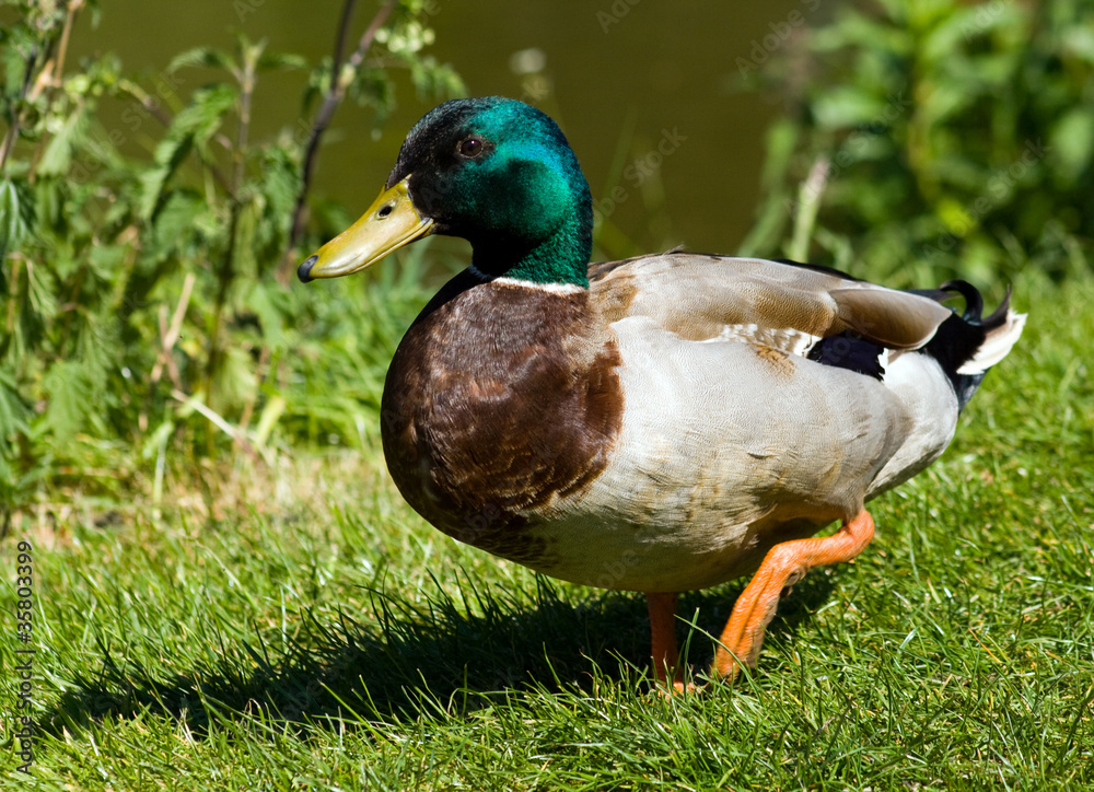 Mallard Duck Mallard Duck