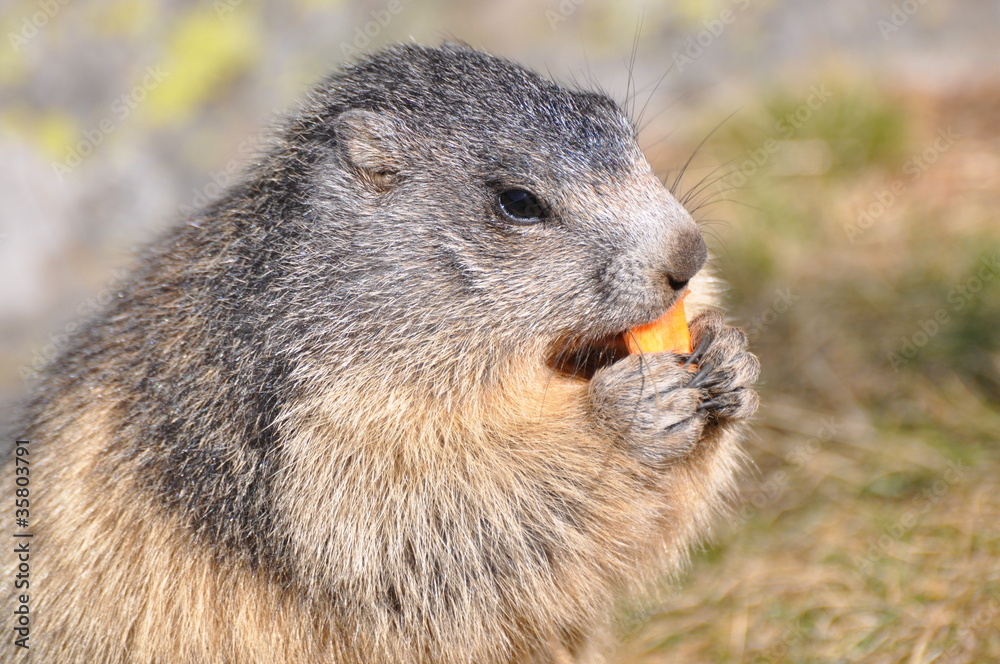 marmotte debout de profil