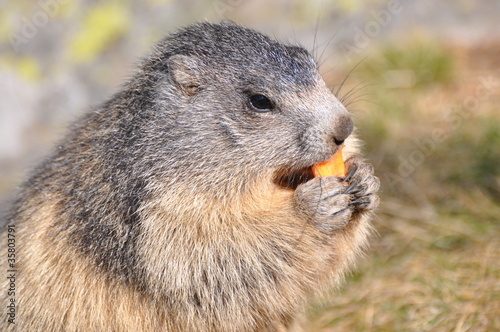 marmotte debout de profil © Claireliot