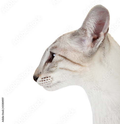 Obraz na plátne Oriental Blue point siamese cat