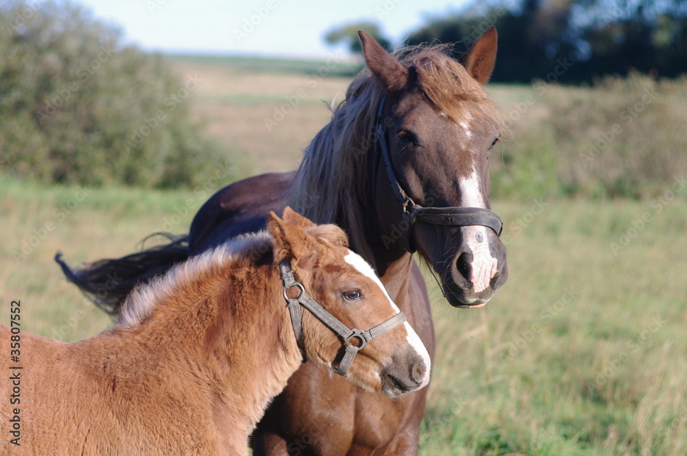 Fototapeta premium Konie łąka Źrebak i Kobyła