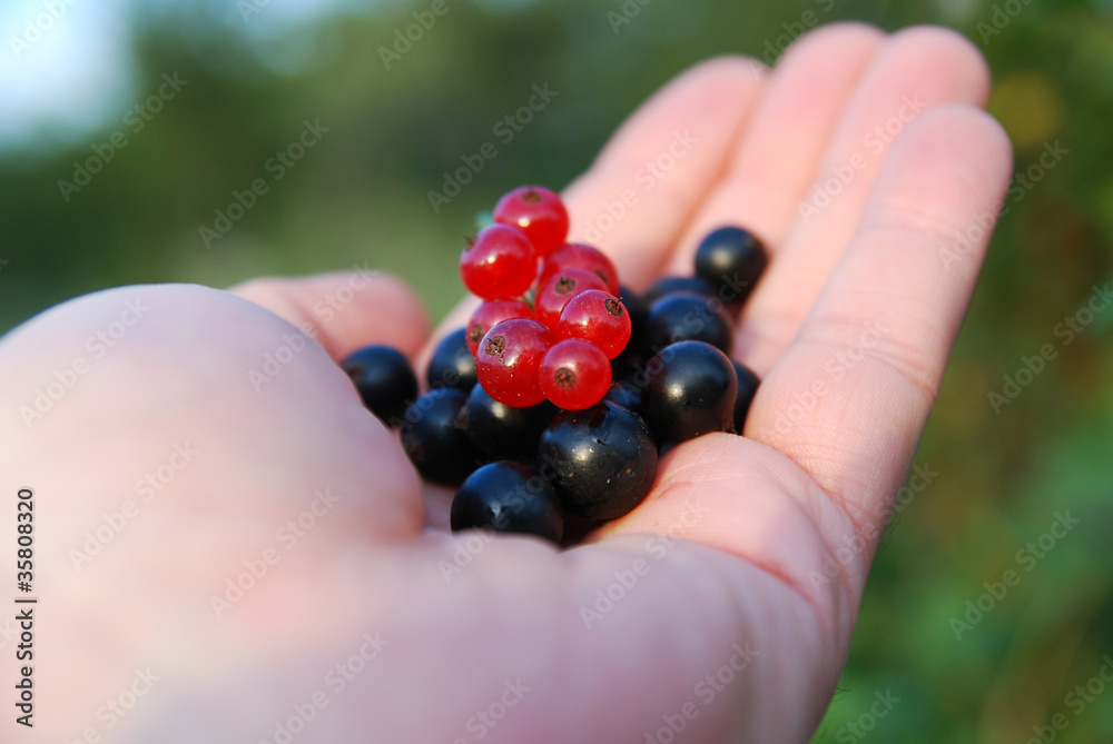 Rot und Schwarz Johannisbeeren