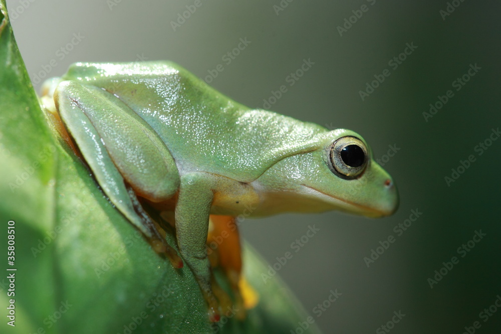 Obraz premium cute green frog on green leaf