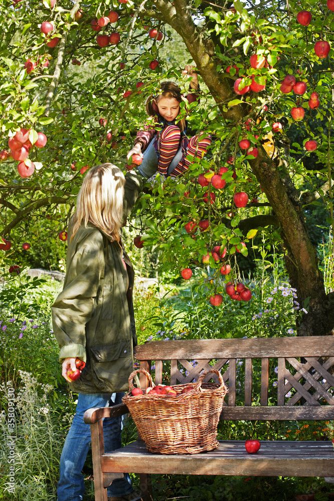 Fototapeta premium mother and daughter picking apples