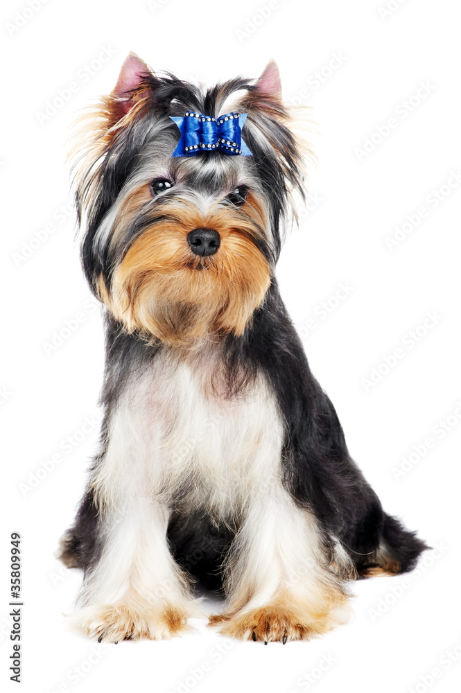 One Yorkshire Terrier (of three month) puppy dog One Yorkshire Terrier (of three month) puppy dog
