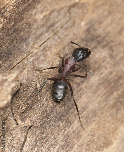 Macro photo of a Carpenter ant © Henrik Larsson