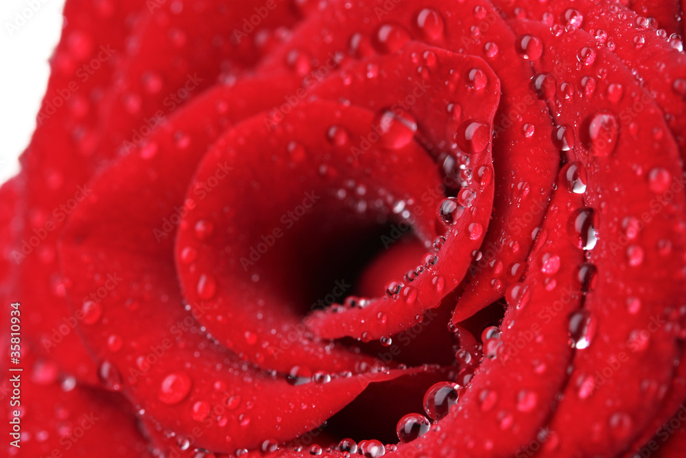 Beautiful red rose with drops closeup