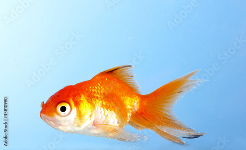 Goldfish closeup in water on blue background