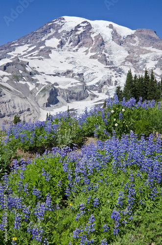 Mount Rainier National Park Washington © chiyacat