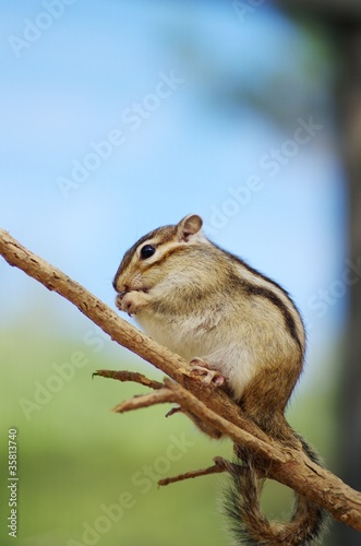 枝の上のシマリス