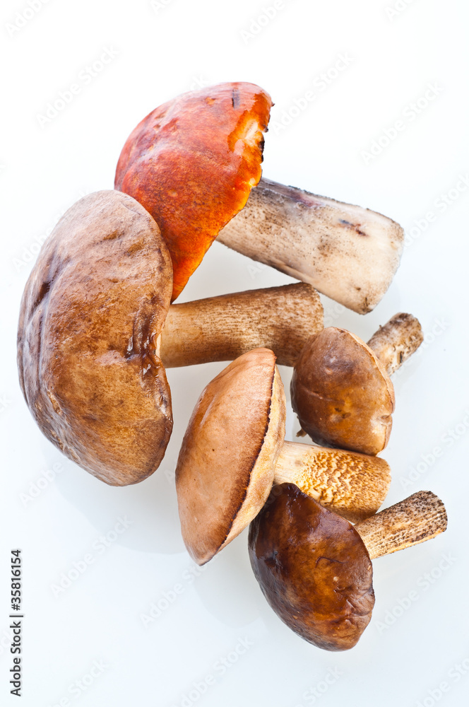 Summer Cep Mushrooms (Boletus reticulatus) Summer Cep Mushrooms (Boletus reticulatus)