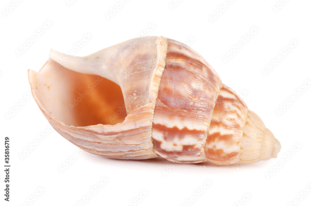 Sea shell  isolated on a white