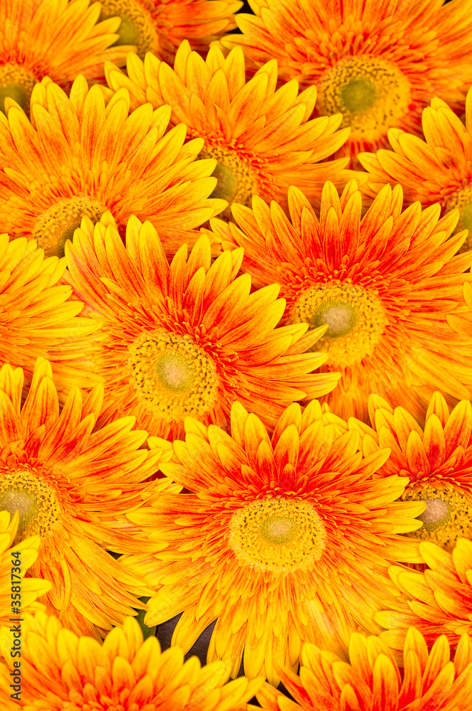 flowers backgrounds flowers backgrounds