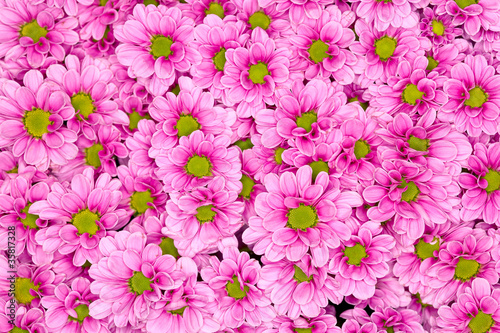 flowers backgrounds