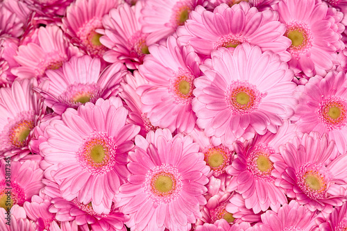 flowers backgrounds