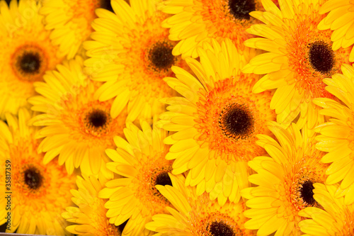 flowers backgrounds