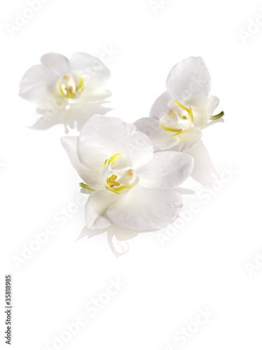 freisteller 3 orchideenbl  ten